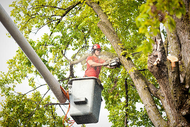 How Our Tree Care Process Works  in  St Peter, MN